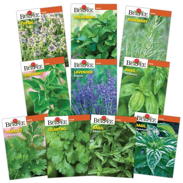 Burpee herb seed packet collection with basil, rosemary, mint, oregano, and other varieties.